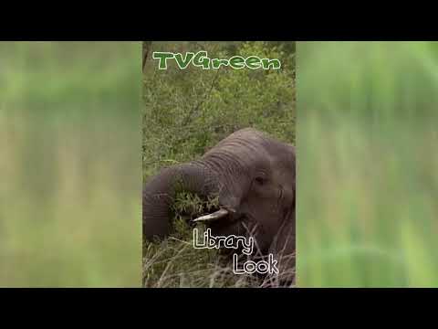 FaunaView: Krugerpark - Elephant #Shorts