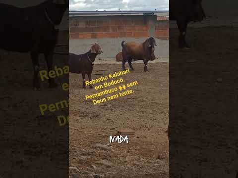 Rebanho Kalahari Fazendo G.L.F em Bodocó, Pernambuco 🙏🙌 gratidão senhor Deus por tudo 🙏🙌