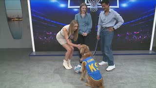 Download lagu San Diego dog cast as 'Buddy' in Airbud Returns mp3 Download lagu San Diego dog cast as 'Buddy' in Airbud Returns mp3