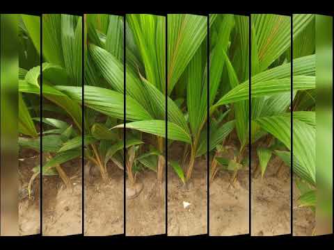 Bonriki ae ko rerei cover by JeremiCam...BSM production...