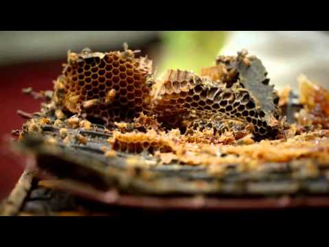 Al Jazeera Svijet 22.11.2015. - Nedjelja 21:30