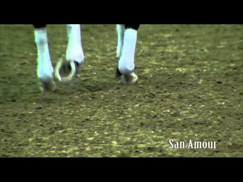 Schockemoehle Hengstkollektion 2014 San Amour english