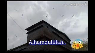 Download lagu Alhamdulillah 3 hari ON SP RAJA PIKAT, RBW setelah bertahun tidak ada yg datang. mp3