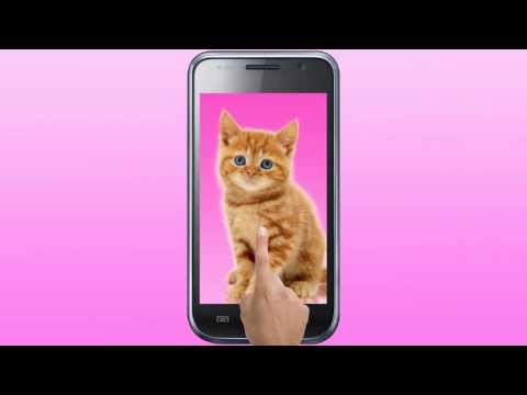 Sweet Cat. Dress Up Wallpaper Video