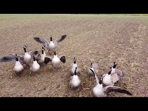 Ganzen halen drone uit de lucht