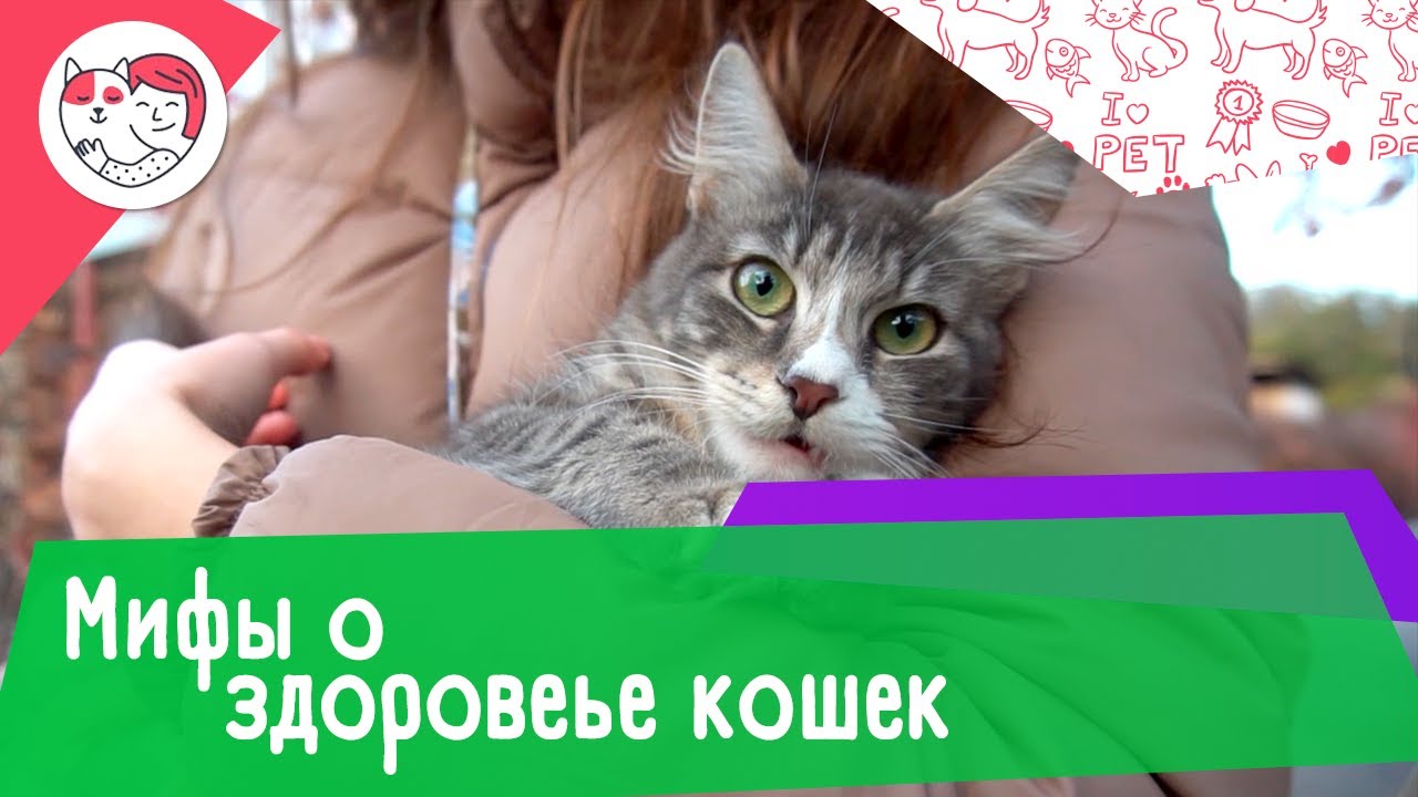 6 мифов о здоровье домашних кошек
