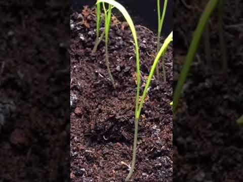 ほうれん草 植物