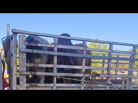 Domingo 01 de febrero 2026, tiangue de Santiago Nonualco.