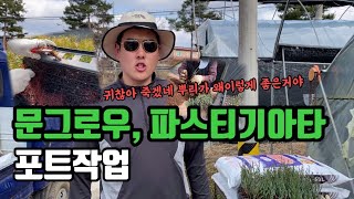 파스티기아타 관리, 재삽목 문그로우 포트작업