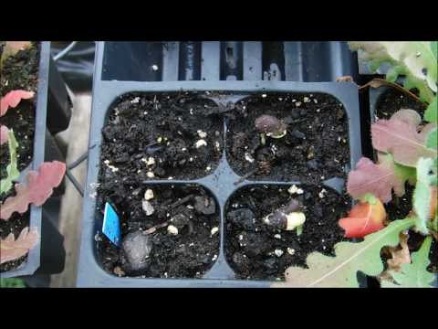 how to sow hyacinth bean vine seeds, how to start hyacinth bean vine from seed in a greenhouse