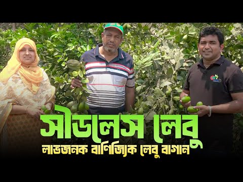 সীডলেস লেবু( Seedless Lime)- লাভজনক বাণিজ্যিক লেবু বাগান