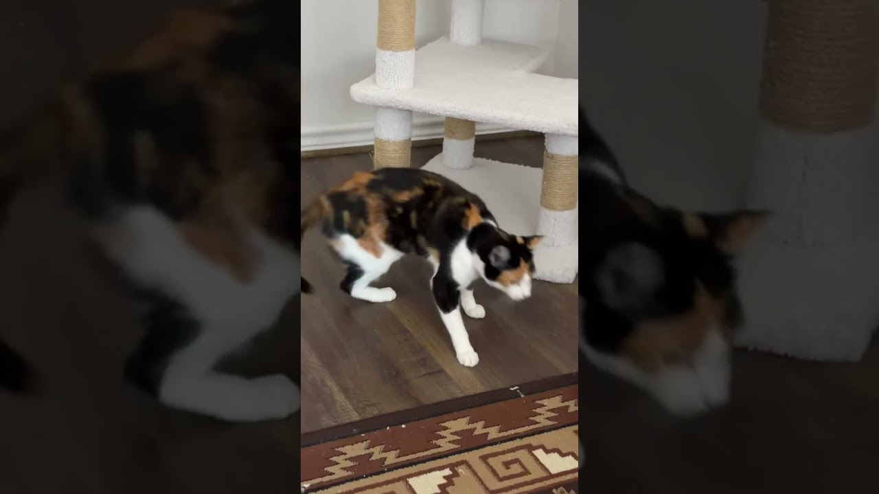 Enlarge Linda II, a Adoptable Domestic Short Hair in Syracuse, NY video 2/6