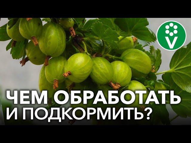 КРЫЖОВНИК ЗАСЫПЛЕТ ВАС КРУПНЫМИ И СЛАДКИМИ ЯГОДАМИ, если вы сделаете так в апреле!