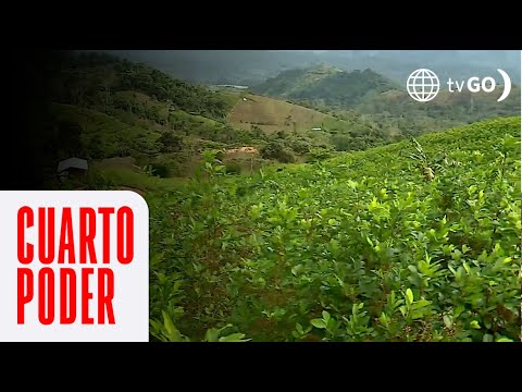 Coca in the Vraem: Defoliating the Valley | Cuarto Poder