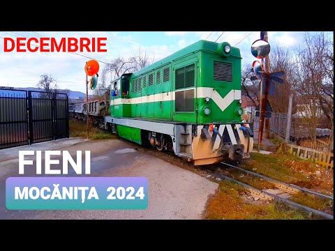 MOCANITA (DECEMBRIE 2024) / FIENI