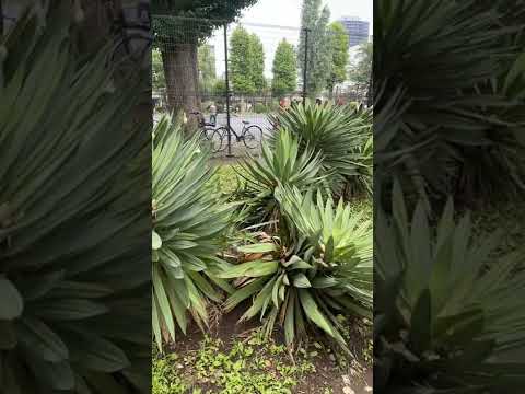 屋外のユッカを維持するにはどうすればよいですか?魔法の開花のチュートリアル!  庭園