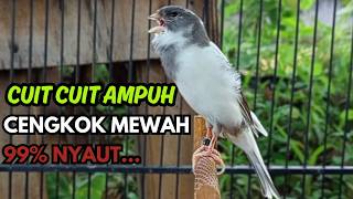 Download lagu KENARI GACOR  Cuit CUIT BIRAHI SUARA Kenari MASTERAN TERBAIK UNTUK PANCINGAN & MASTERAN Kenari PAUD mp3