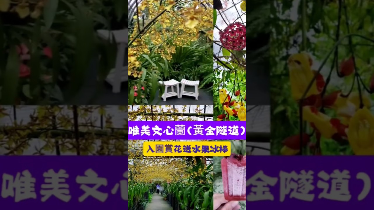 #金雙甡花卉農場 #宜蘭賞花景點 #員山景點 #文心蘭黃金隧道 #跳舞女郎 #空氣鳳梨 #免費冰棒 #小紫吃喝玩樂 #宜蘭一日遊 #taiwanview #flower #宜蘭景點 #獨角仙#賞花景點