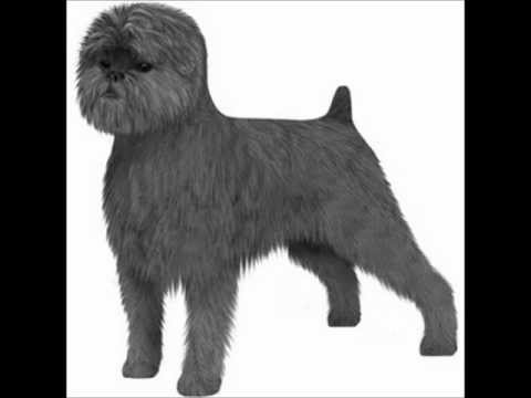 Affenpinscher