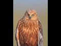 What Makes An Eagle S Attitude SO Powerful