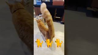 2026/5/19_80 貪吃SV #橘ひなの #橘貓 #橘猫 #貓咪日常 #cat #cute #貓貓日常 #貓貓 #可愛い猫