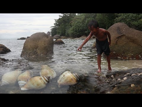 Primitive Survival Skills - Amazing Catch and Cook Sea Snail at the Beach