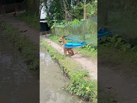 best dog funny shorts 😁 #dogshorts #dogvideos #comedy #funny #animals #cutedog #foryou #usa