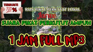 Download lagu SUARA PIKAT PERKUTUT PALING AMPUH MP3 | SUARA BURUNG PERKUTUT UNTUK PIKAT MP3 | PIKAT PERKUTUT LOKAL mp3 Download lagu SUARA PIKAT PERKUTUT PALING AMPUH MP3 | SUARA BURUNG PERKUTUT UNTUK PIKAT MP3 | PIKAT PERKUTUT LOKAL mp3