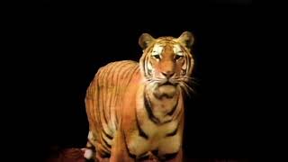 Sesame Street - Who Ya Lookin&#39; At, Tiger? (Instrumental)