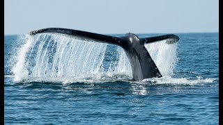 Wild West Cork Episode 3 – The Humpback whale