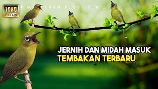 Download lagu 🔴 LIVE Masteran Pleci Terbaru Tembakan Variasi Suara Jernih Mudah Ditiru !! mp3