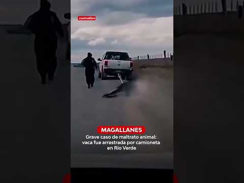 Grave caso de maltrato animal: vaca fue arrastrada por camioneta en Río Verde | 24 Horas TVN Chile