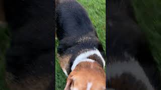 Video preview image #1 Beagle Puppy For Sale in Arlington, VA, USA