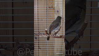 Download lagu SRDC (sikatan rimba dada coklat) paud trotol jantan S4E12 [Pet ON] mp3