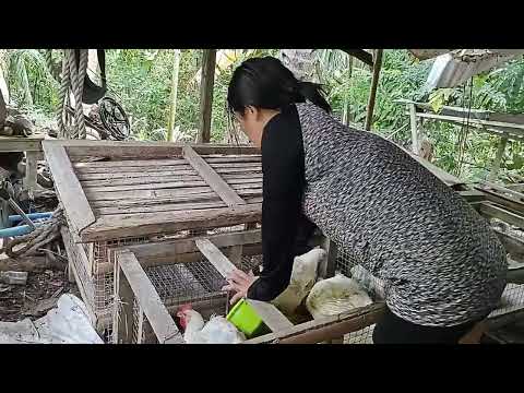 Our Chickens Even Marife Helps A Little