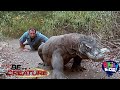 Be The Creature The Komodo Dragon Akili Kids