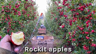 A 50 dólares el cajón lleno cortando estas manzanas 😱🍎 Rocket Apples🍎
