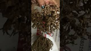 মরিওম ফুল #shortsvideo #মরিয়ম্ফুল #ঔষধিগাছ মরিয়ম ফুলের উপকারিতা
