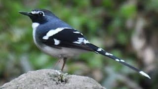 Download lagu MASTERAN GACOR & PIKAT KACER BLOROK AIR MENINTING SUARA PANCINGAN | KICAU MERDU ASLI SUARA BURUNG mp3