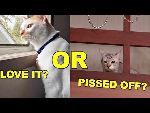 CATS Reaction on our VACATION RENTAL HOUSE! (FAR AWAY from HOME)