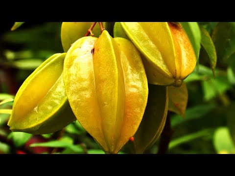 We Found STAR FRUIT in Kingston, Jamaica! 🌟🍋