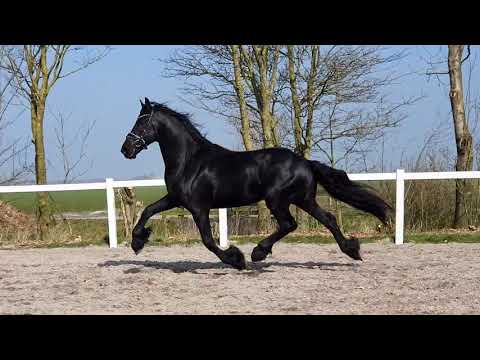 Stal Okkema's Ditishem - Maurits x Beart - stallion - 2017 - for sale
