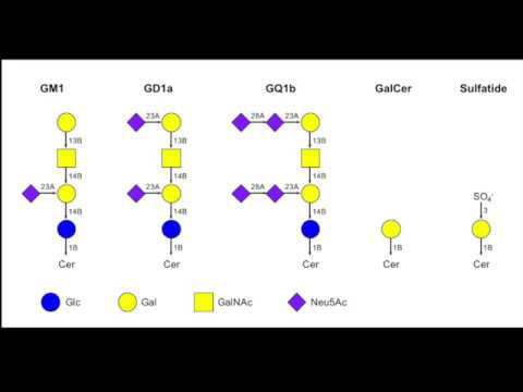 Membrane Builder Tutorial 2 - Building Plasma Membrane with Glycolipid