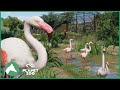 Greater Flamingo Habitat Elm Hill City Zoo Planet Zoo