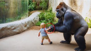 Mother's Heart Stops as Gorilla Clings to Child—What Unfolds Next is Unbelievable!