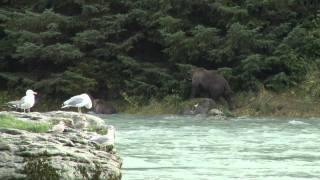 preview picture of video 'Alaska Nature & Wildlife Expedition, Haines, AK'