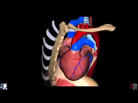 Herz - Einführung, Form, Abschnitte & Lage