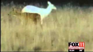 preview picture of video 'Albino deer spotted in Winnebago County'