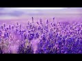 Relaxing Harp Music: Stress Relief, Sleep, Meditation, Spa | Instrumental Background Music ★53 Relaxing Harp Music: Stress Relief, Sleep, Meditation, Spa | Instrumental Background Music ★53