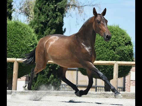 ZOE DE SUSAETA - AMAZING FILLY - SIRED BY DOBLON-TR - TWO YEARS OLD